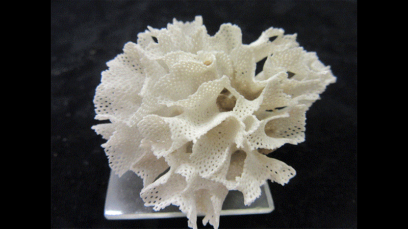 Retihornera squamosa 