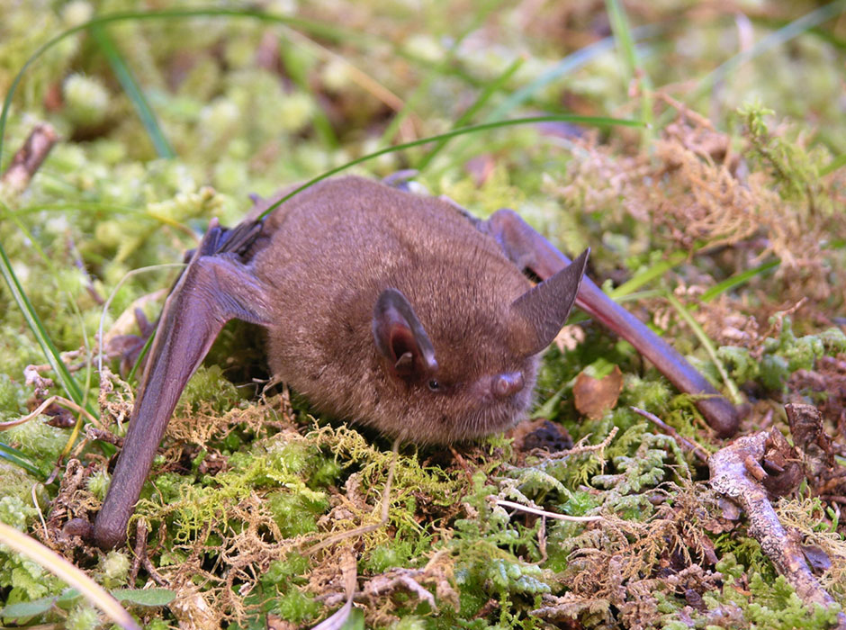 Pekapeka bat main image