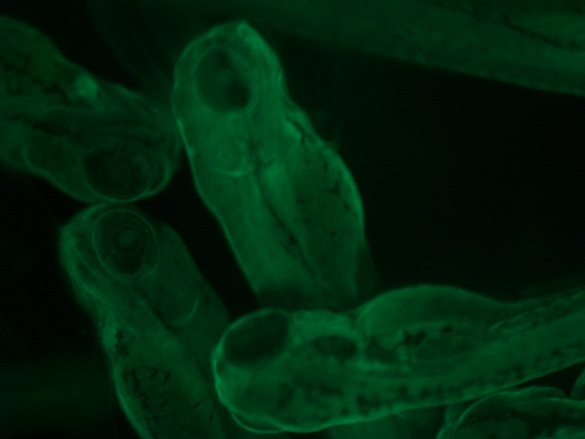 green zebrafish embryo