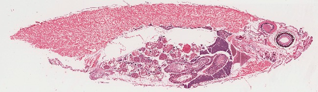 histopathology zebrafish