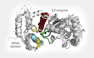 Protein structure thumbnail