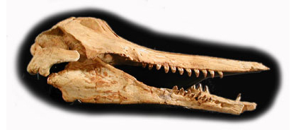 Waipatia Maerewhenua skull lateral view