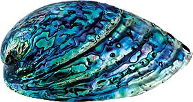 Chris Hepburn polished paua shell