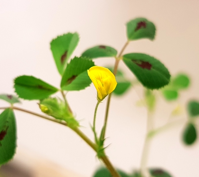 A single yellow flower growing on a medicago plant.