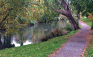 Ducks in Autumn in Hagley Park (May 2017)<br />Photo: Philip Pattemore