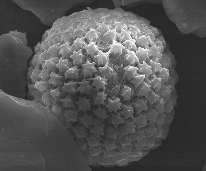 An ornate starry fern spore found in sand from the mouth of the Clutha River