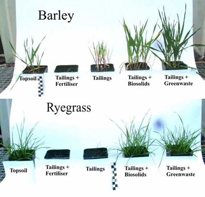 Photo showing differences in growth between Barley and Ryegrass in the different treatments.