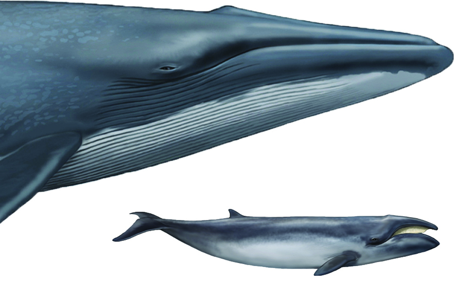 Caperea and blue whale full width image