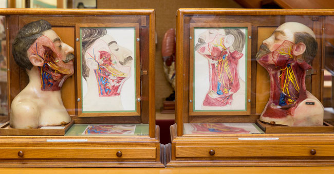 Two wax anatomy models by Thomas Kelsey