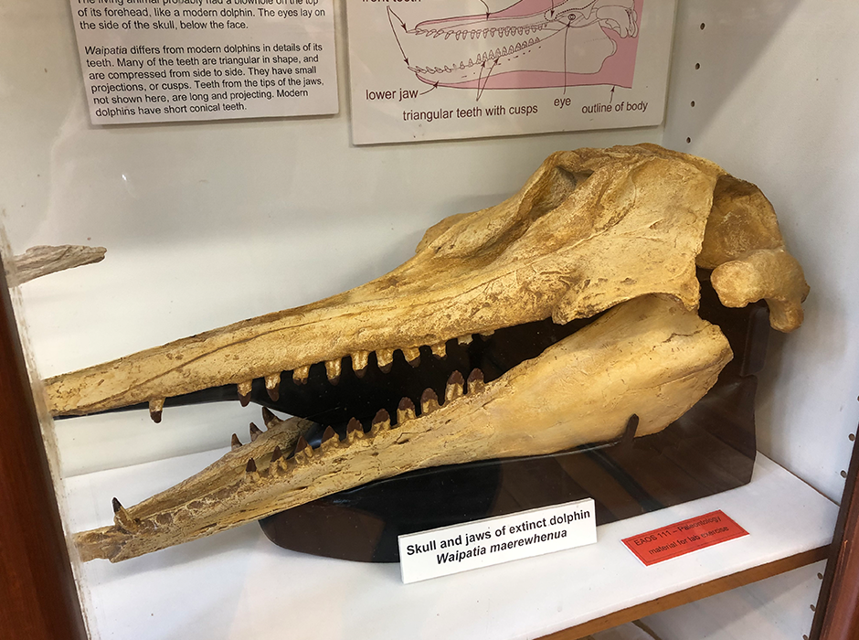 Fossil skull and jaws of Waipiata