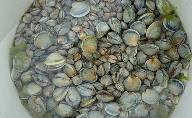 cockles image