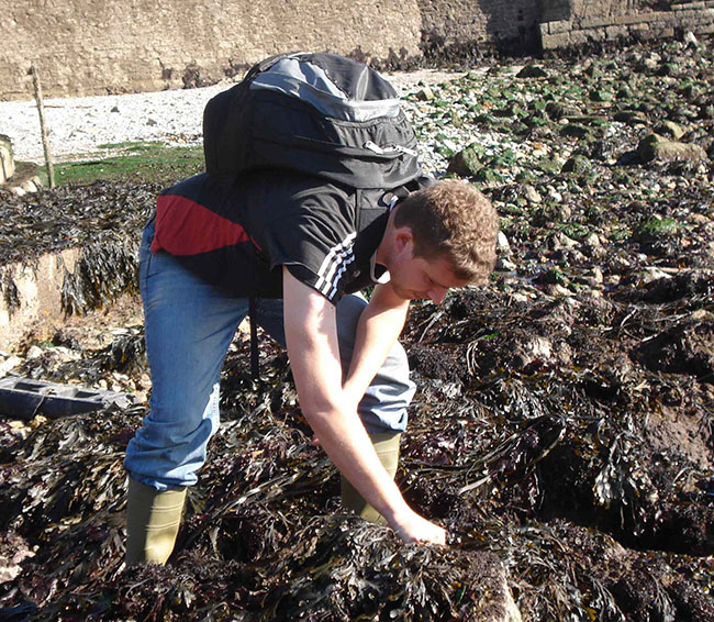 Nathan Kenny collecting seaweed in Plymouth