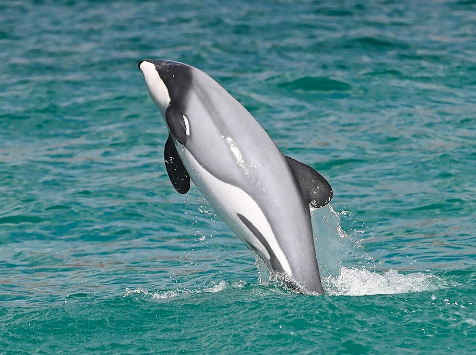 Hectors-dolphins-at-Akaroa