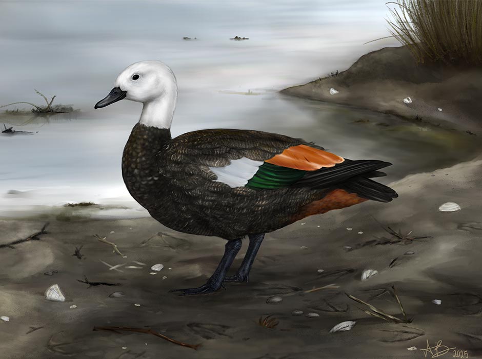 Artistic reconstruction of a female Rēkohu shelduck (Tadorna rekohu) showing the darker plumage common in birds isolated on islands. Artwork by Sasha Votyakova, © Te Papa CC BY 4.0