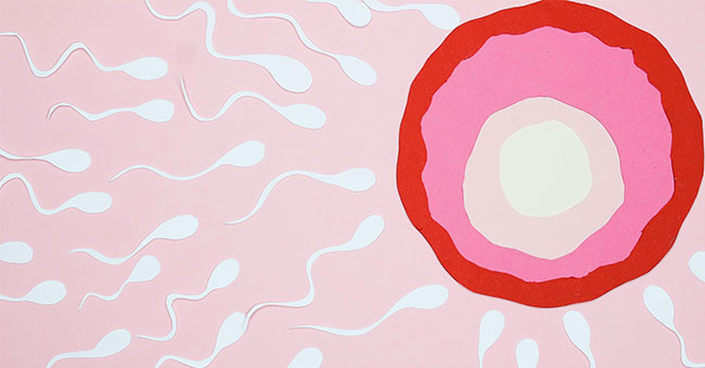 Sperm and egg generic thumbnail