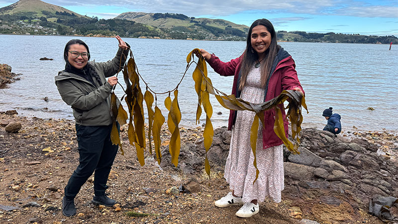 Two women hold a large piece of kelp between them at a rocky shore.