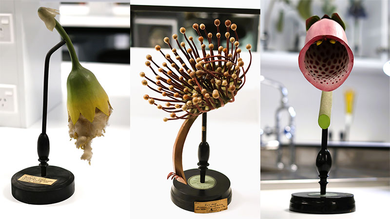 A composite image of 3 botanical models.