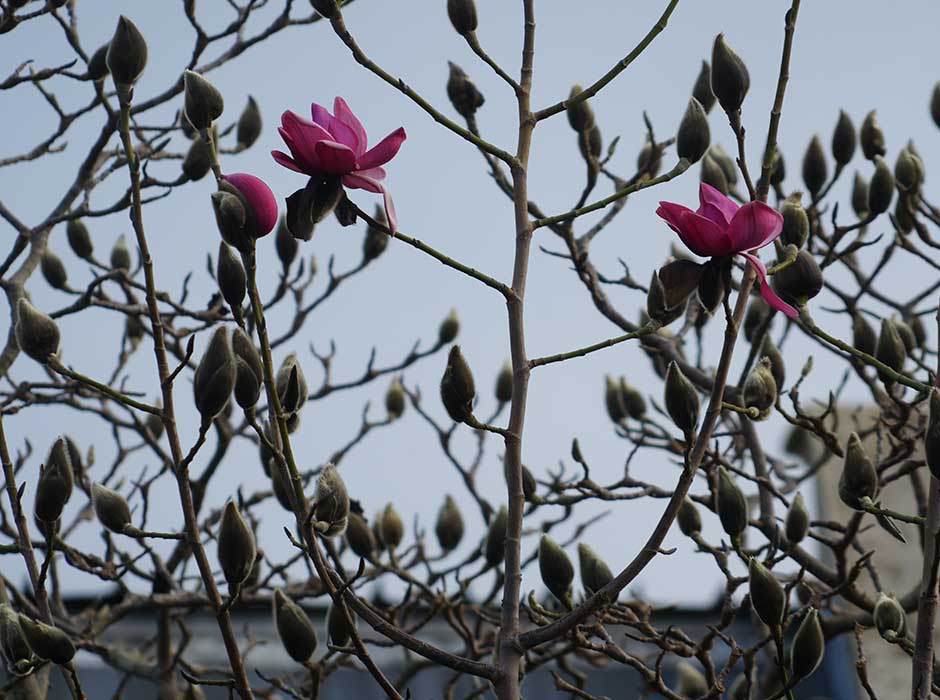 Two blooming pink magnolias at the top of the tree with the clocktower roof in the background 