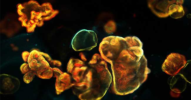 some yellow blobby shapes on a black backgroundf