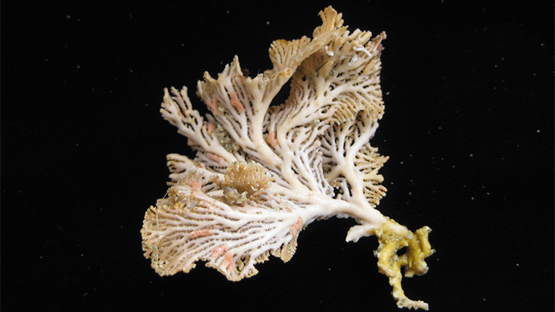 Hornera robusta