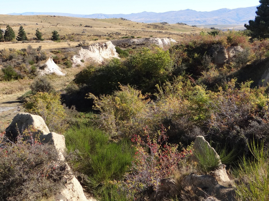 Pennyweight Hill historic alluvial gold workings, looking west. White cliff in the middle distance is remnant Miocene (20 million years old) quartz gravels dipping gently to the left (east). Pillars in the foreground are younger (Quaternary, <1 million years old) gravels that contain gold recycled from the Miocene sediments as they were uplifted and eroded on a branch of the Blue Lake Fault. Another branch of this fault separates the Miocene sediments from the schist slopes of Blackstone Hill in the background