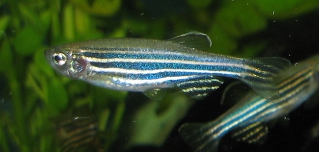adult zebrafish
