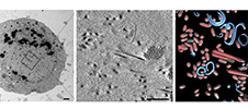 three-organisms image 1x