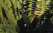 Green fern thumb