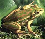 Green and Golden Bell Frog