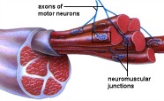 thumbnail-neuromuscular junction