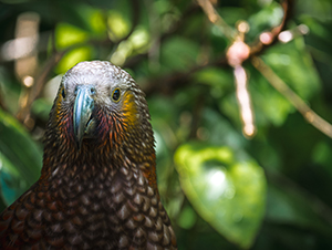 photo comp roan 2