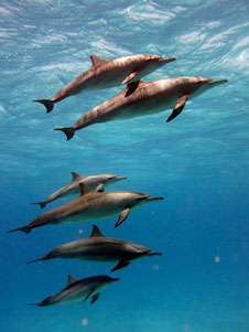 Dolphin tourism image