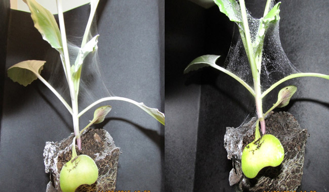 Nano-webs-on-plants-image