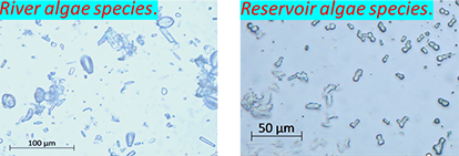 River and reservoir algae species on a slide image
