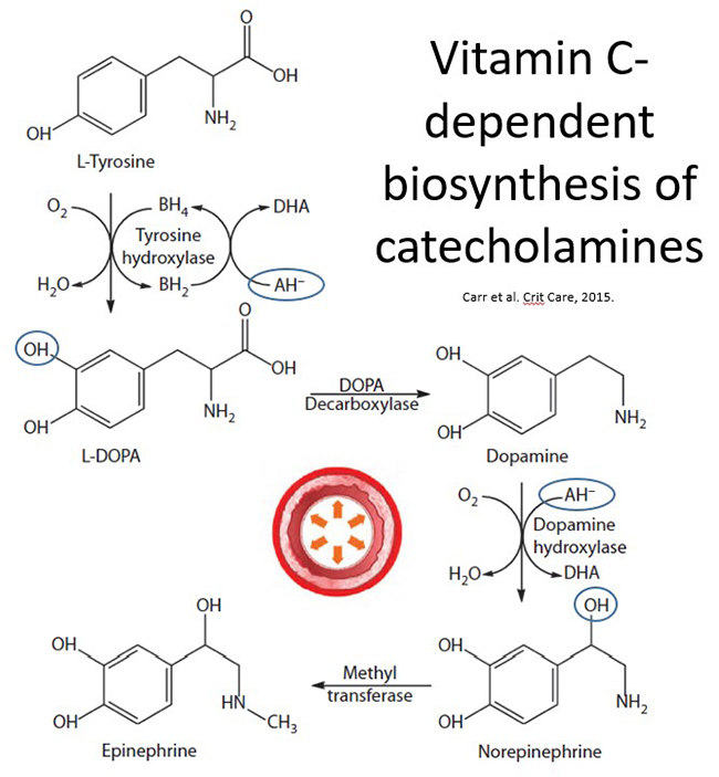 Vitamin C dependent biosynthesis of catecholamines