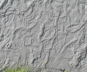 Trace fossils in the Liscannor slate, Cliffs of Moher, Galway
