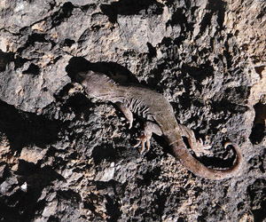 Southern Alps Gecko on Barrosa Andesite at Mt Somers, Canterbury