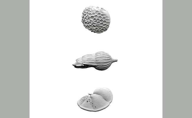 Sorawit Songsataya Digital rendering of scanned foraminifera specimens - image
