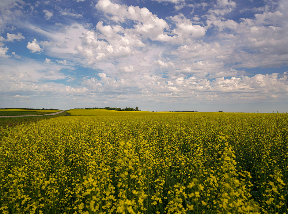 Crops grow in a field