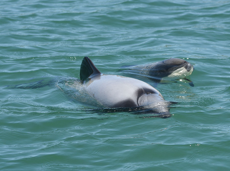 Hectors dolphin