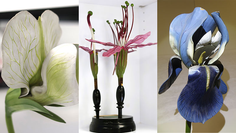 A composite image of 3 botanical models.