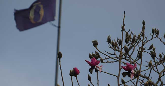 two magnolia blooms with a flag in the background that has the Otago logo on it