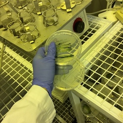 Cyanobacteria sample in a lab.