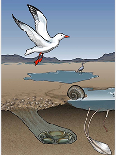 Mudflat Image
