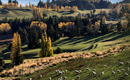 New Zealand farm scenic landscape thumbnail