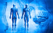 Blue human anatomical figures