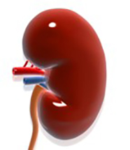Image of a kidney