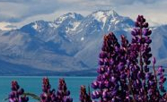 Lupins and mountains image