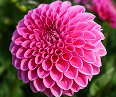 Dahlia image