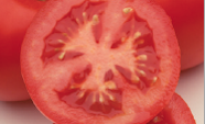 photo of a tomato from the crops of the future workshop